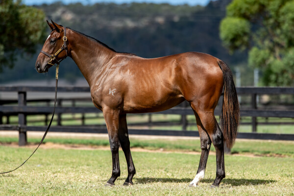 Lot 116: Trapeze Artist / La Boheme (NZ)