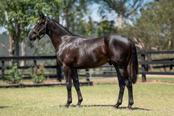 Lot 118: Trapeze Artist / La Rose