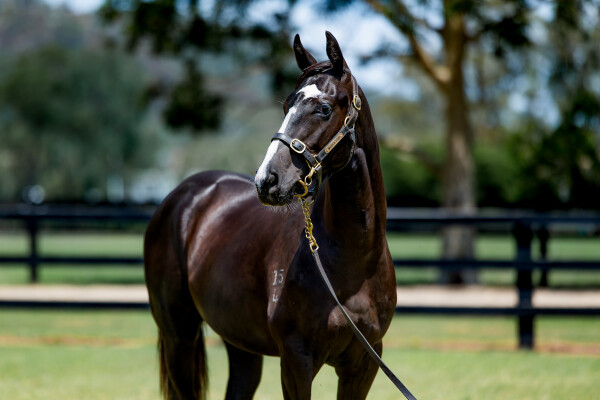 Lot 118: Trapeze Artist / La Rose