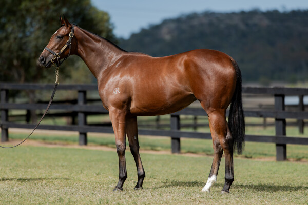 Lot 123: Justify (USA) / Lady Sharapova