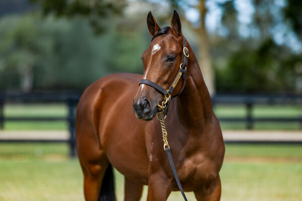 Lot 123: Justify (USA) / Lady Sharapova