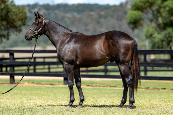 Lot 125: Portland Sky / Lakkari