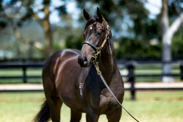 Lot 125: Portland Sky / Lakkari