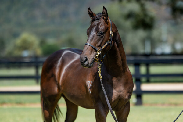 Lot 170: Zoustar / Mary's France (FR)