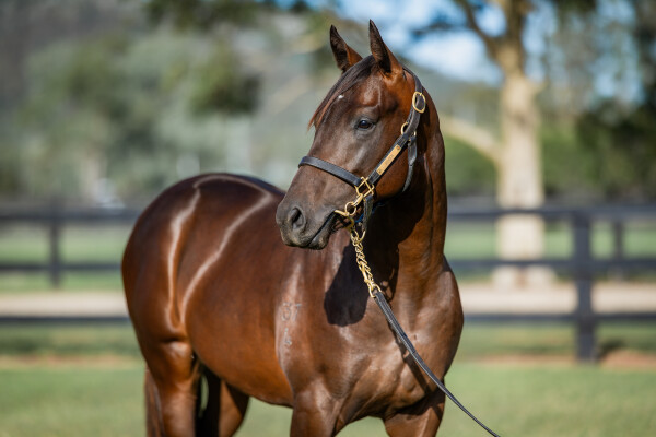 Lot 190: Trapeze Artist / Misplaced