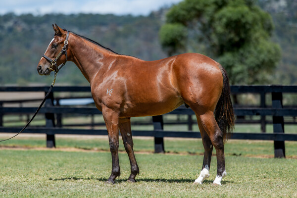 Lot 243: Trapeze Artist / Never be Discreet