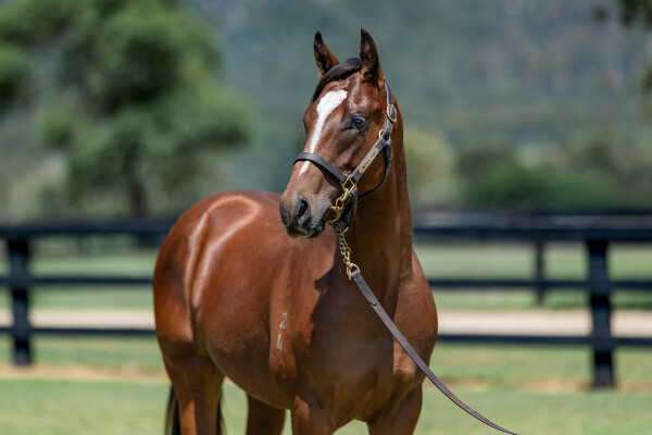 Lot 243: Trapeze Artist / Never be Discreet