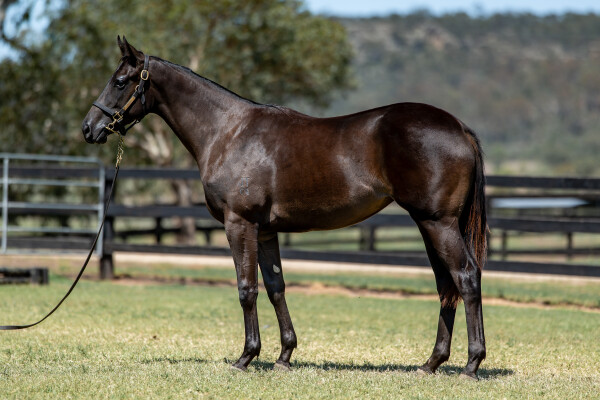 Lot 267: Zousain / One Cat Wonder