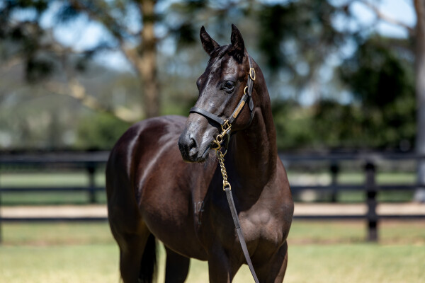 Lot 267: Zousain / One Cat Wonder