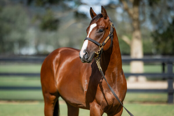 Lot 270: Trapeze Artist / One Shy Ruby