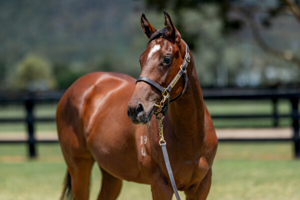 Lot 301: Jacquinot / Phantomix