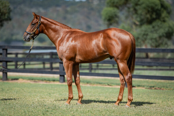 Lot 316: Written By / Prismatic