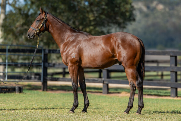 Lot 384: Tassort / Sanako (JPN)