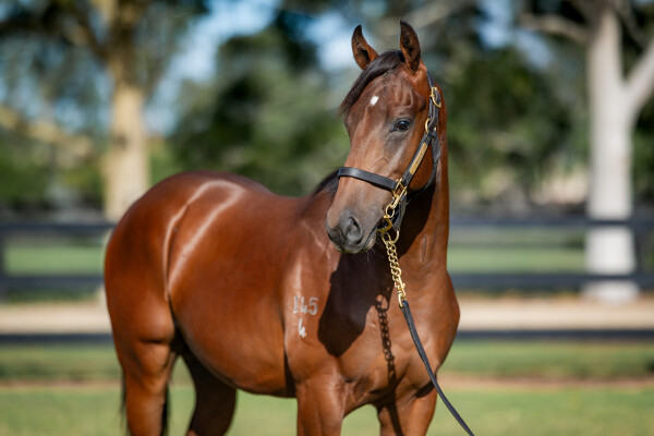 Lot 384: Tassort / Sanako (JPN)