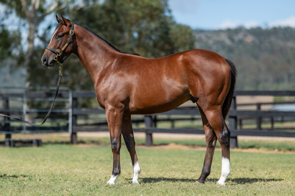 Lot 414: Jacquinot / Sheilarized