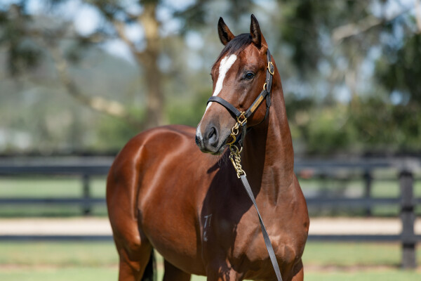 Lot 414: Jacquinot / Sheilarized