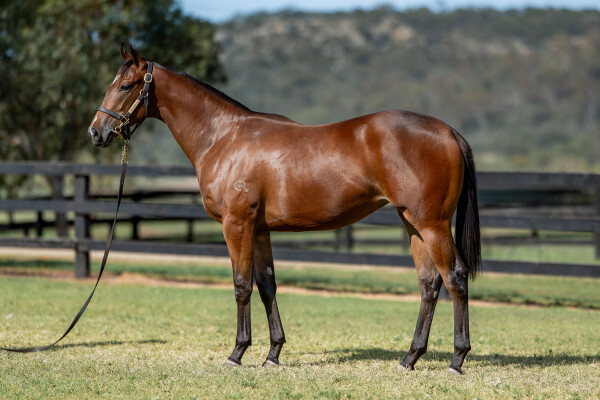 Lot 453: Portland Sky / Sonoma