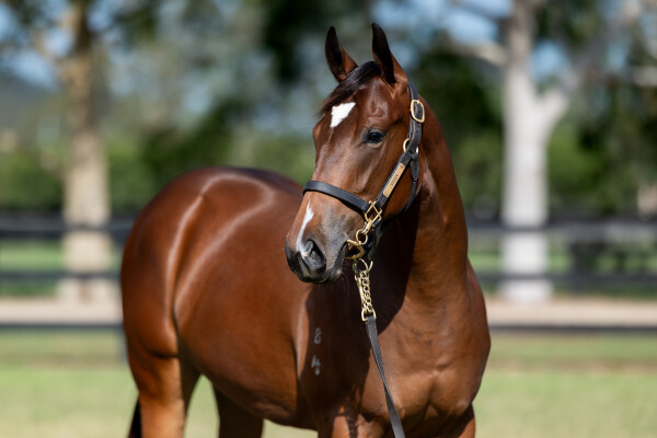 Lot 453: Portland Sky / Sonoma