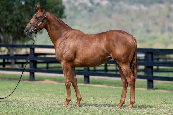 Lot 478: Written By / Sunday Rose