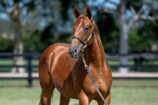 Lot 478: Written By / Sunday Rose