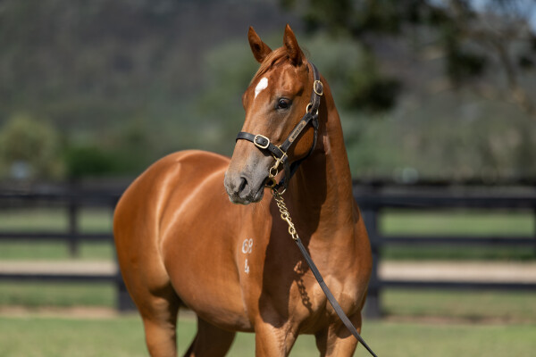 Lot 524: Hanseatic / Totally Sure