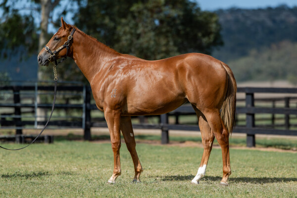 Lot 524: Hanseatic / Totally Sure