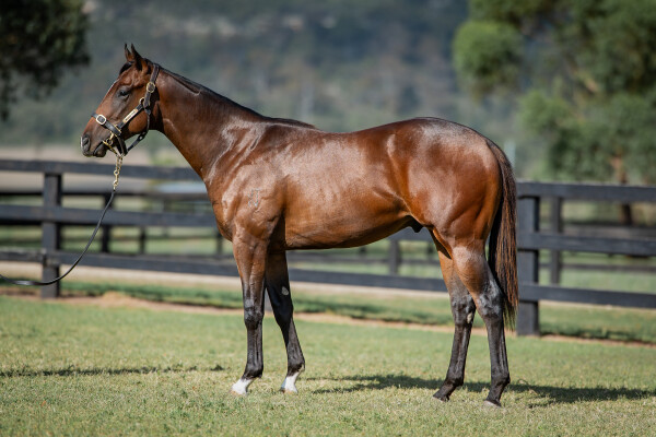 Lot 530: Portland Sky / True Grace