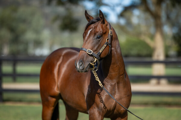 Lot 530: Portland Sky / True Grace