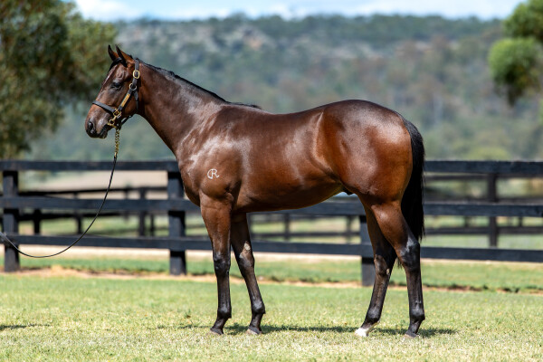 Lot 562: Acrobat / Vittoriosa (NZ)