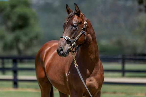 Lot 568: Jacquinot / Wanalirri