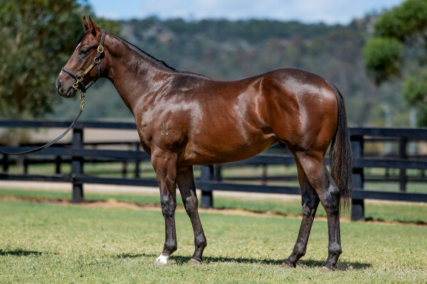 Lot 575: Zousain / Whenitrainsitpours