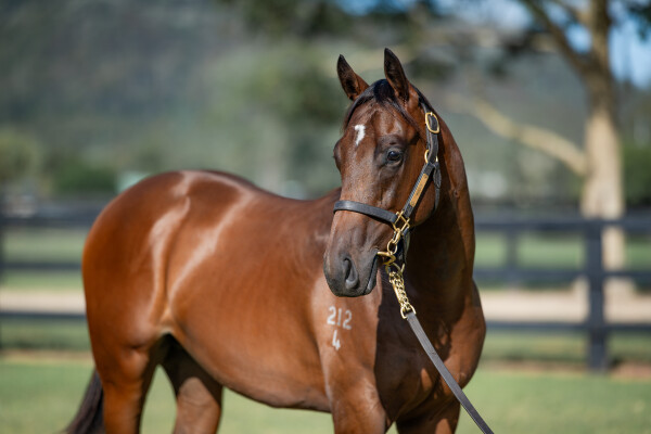 Lot 576: Zousain / White Coolies