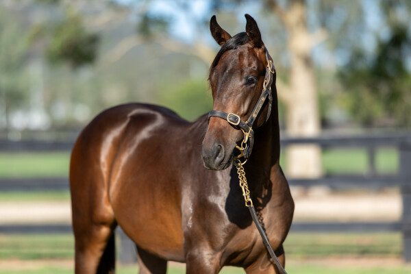Lot 600: Portland Sky / Zest for Life