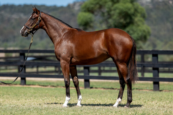 Lot 601: Jacquinot / Zestful