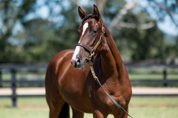 Lot 601: Jacquinot / Zestful