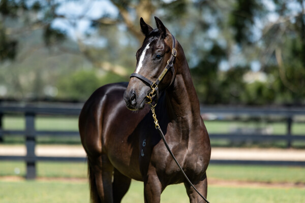 Lot 609: Trapeze Artist / A Million Tears