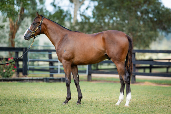 Lot 673: Stay Inside / Blazing Snitzel
