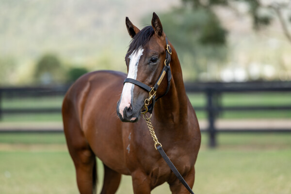 Lot 673: Stay Inside / Blazing Snitzel