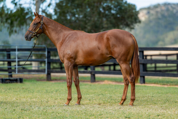 Lot 677: New Bay (GB) / Blue Peak (IRE)