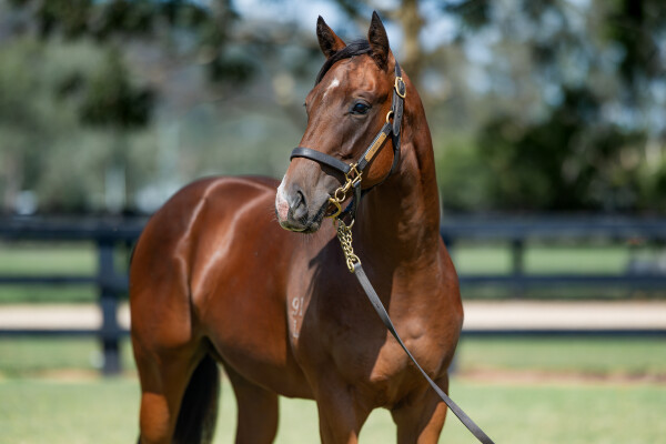 Lot 727: Written By / Concessions