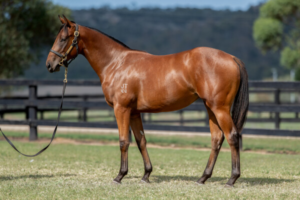 Lot 730: Zousain / Costa de Oro