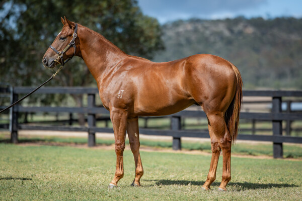 Lot 742: Pinatubo (IRE) / Danny's Sparkle