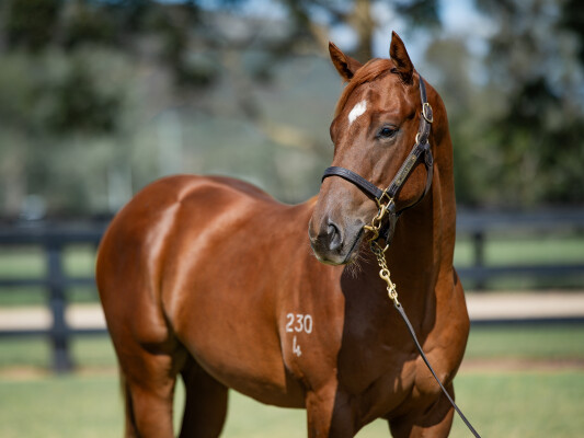 Lot 742: Pinatubo (IRE) / Danny's Sparkle