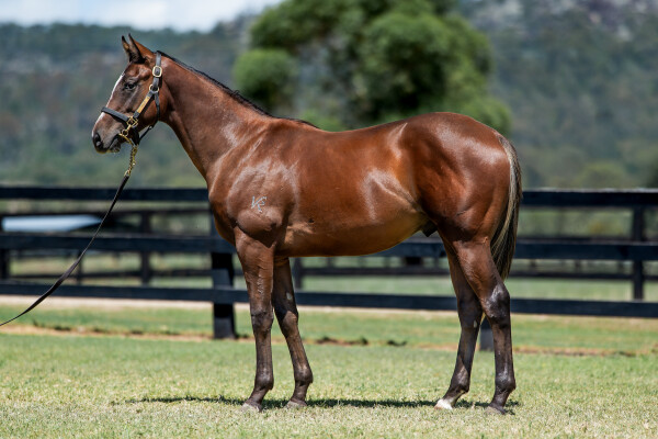 Lot 747: Trapeze Artist / Deep Expectation