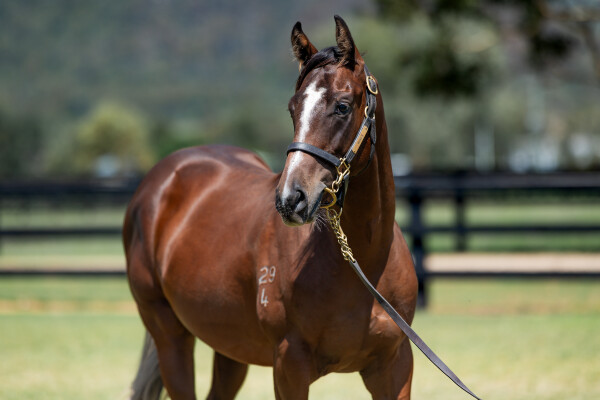 Lot 747: Trapeze Artist / Deep Expectation