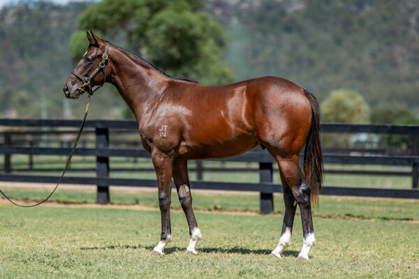 Lot 797: Jacquinot / Exselva