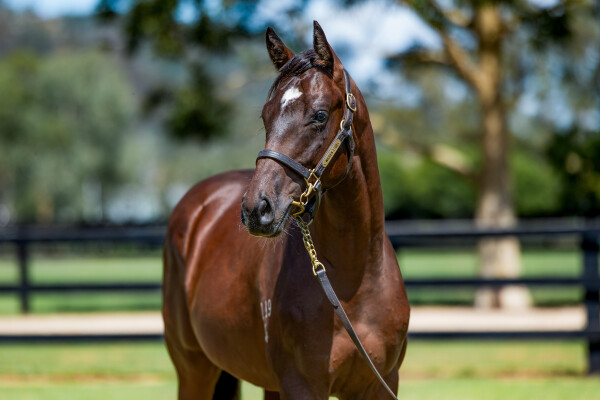 Lot 797: Jacquinot / Exselva