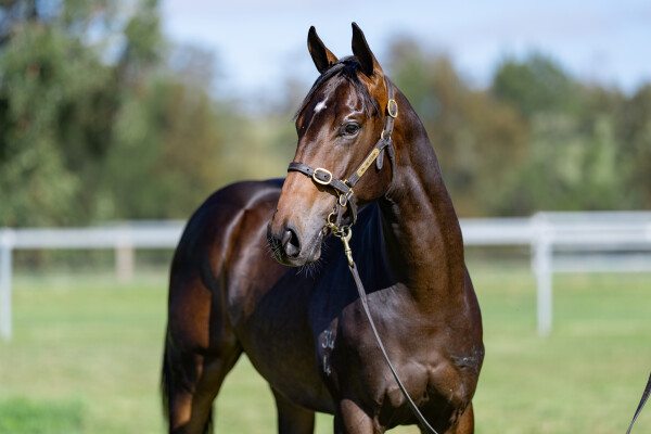 Lot 317: Portland Sky / Promada (NZ)