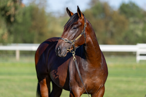 Lot 345: Pierata / Regal Poyse