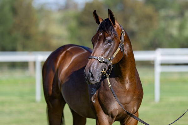 Lot 501: Captivant / Tempting Lady